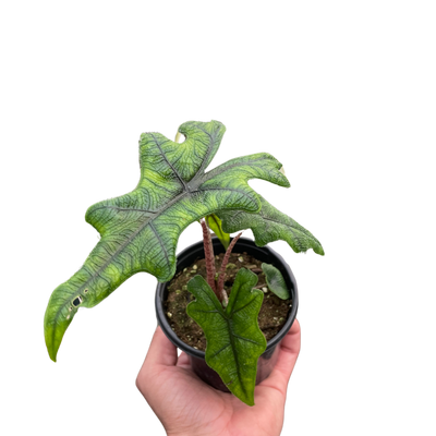 Alocasia 'Jacklyn' plant with vivid green, deeply lobed leaves resembling a stag's head