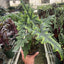 Alocasia 'Jacklyn' in a decorative pot, showcasing its upright tropical form