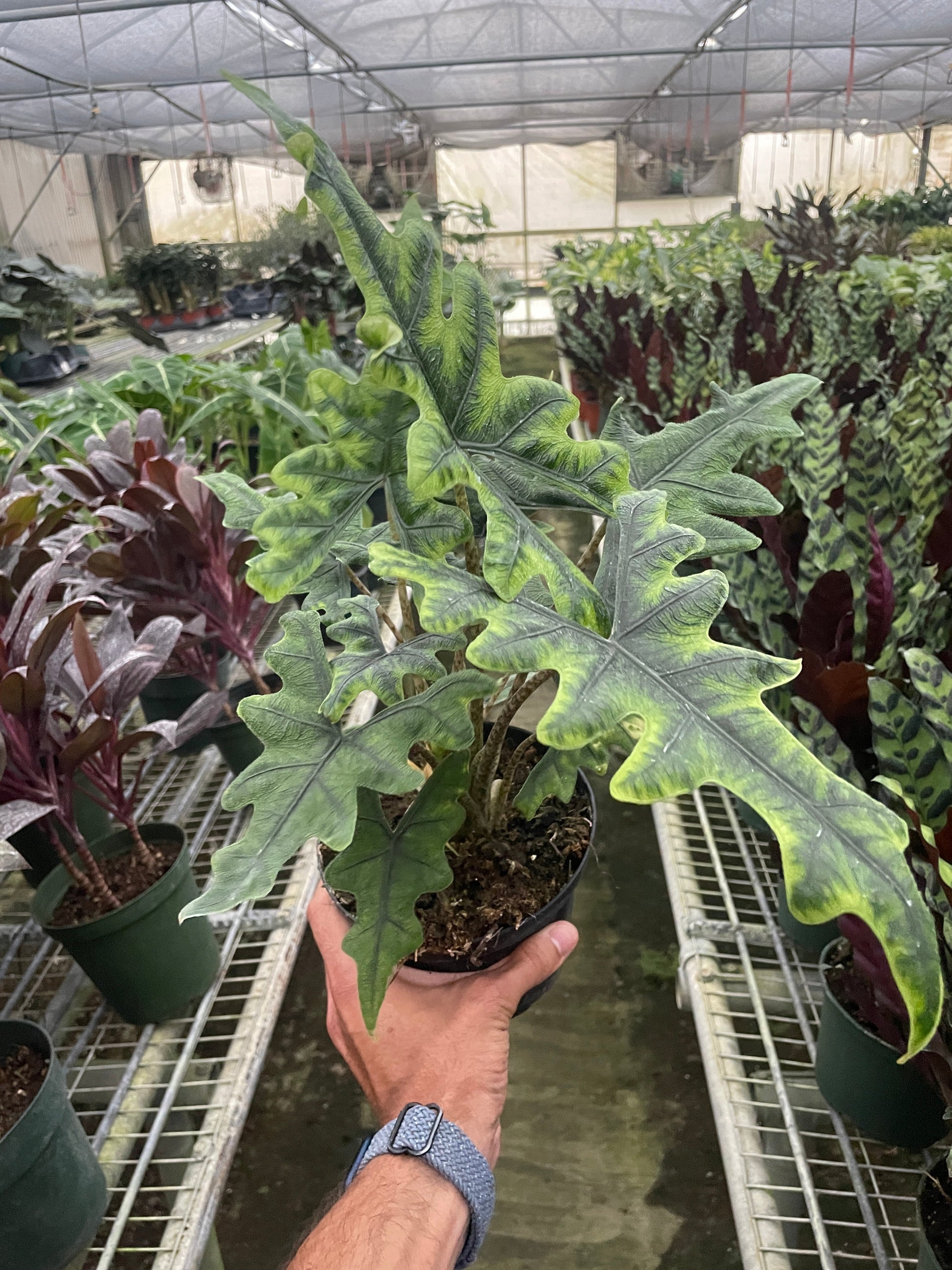 Alocasia 'Jacklyn' in a decorative pot, showcasing its upright tropical form