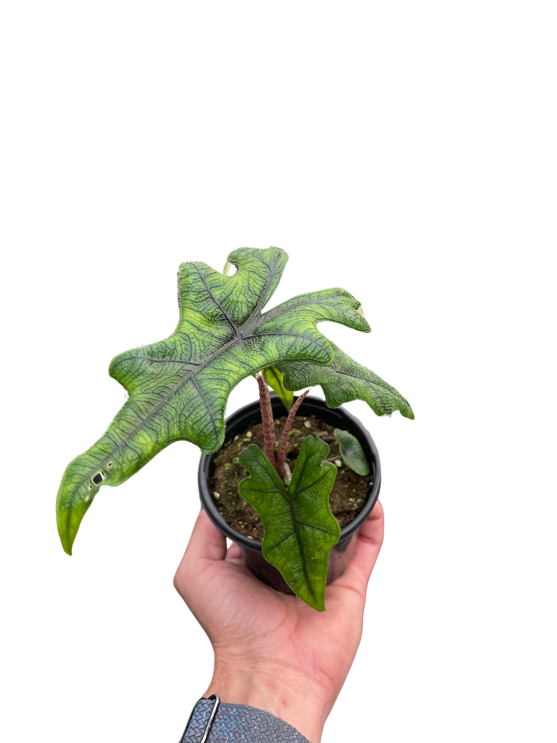 Alocasia 'Jacklyn' leaf clearly displaying its deep lobes and stag's head shape