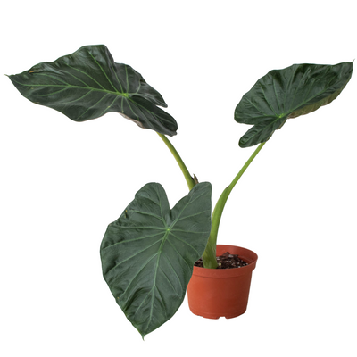 Alocasia 'Regal Shields' plant with its large, dark green, velvety leaves