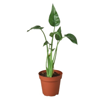 Alocasia 'Tiny Dancer' plant in a 4-inch pot with slender stems and upright leaves