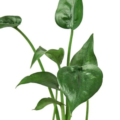 Close-up of small, cup-shaped leaves of Alocasia 'Tiny Dancer'