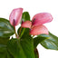 Close-up of the waxy purple spathe and yellow spadix of an Anthurium 'Purple