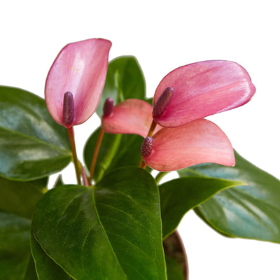 Close-up of the waxy purple spathe and yellow spadix of an Anthurium 'Purple