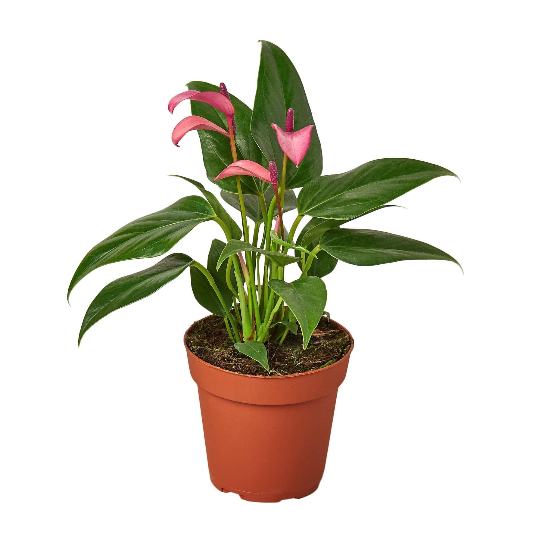 Anthurium 'Purple' plant with glossy green leaves and vibrant purple heart-shaped 'blooms'