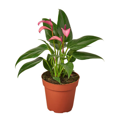 Anthurium 'Purple' plant with glossy green leaves and vibrant purple heart-shaped 'blooms'