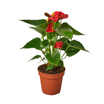 Anthurium 'Red' Flamingo Flower plant with a vibrant red heart-shaped bloom and glossy green leaves
