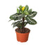 Potted Zebra House Plant, showcasing its compact size and upright growth