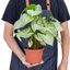 Collection of Syngonium plants, including 'White Butterfly', highlighting leaf shapes