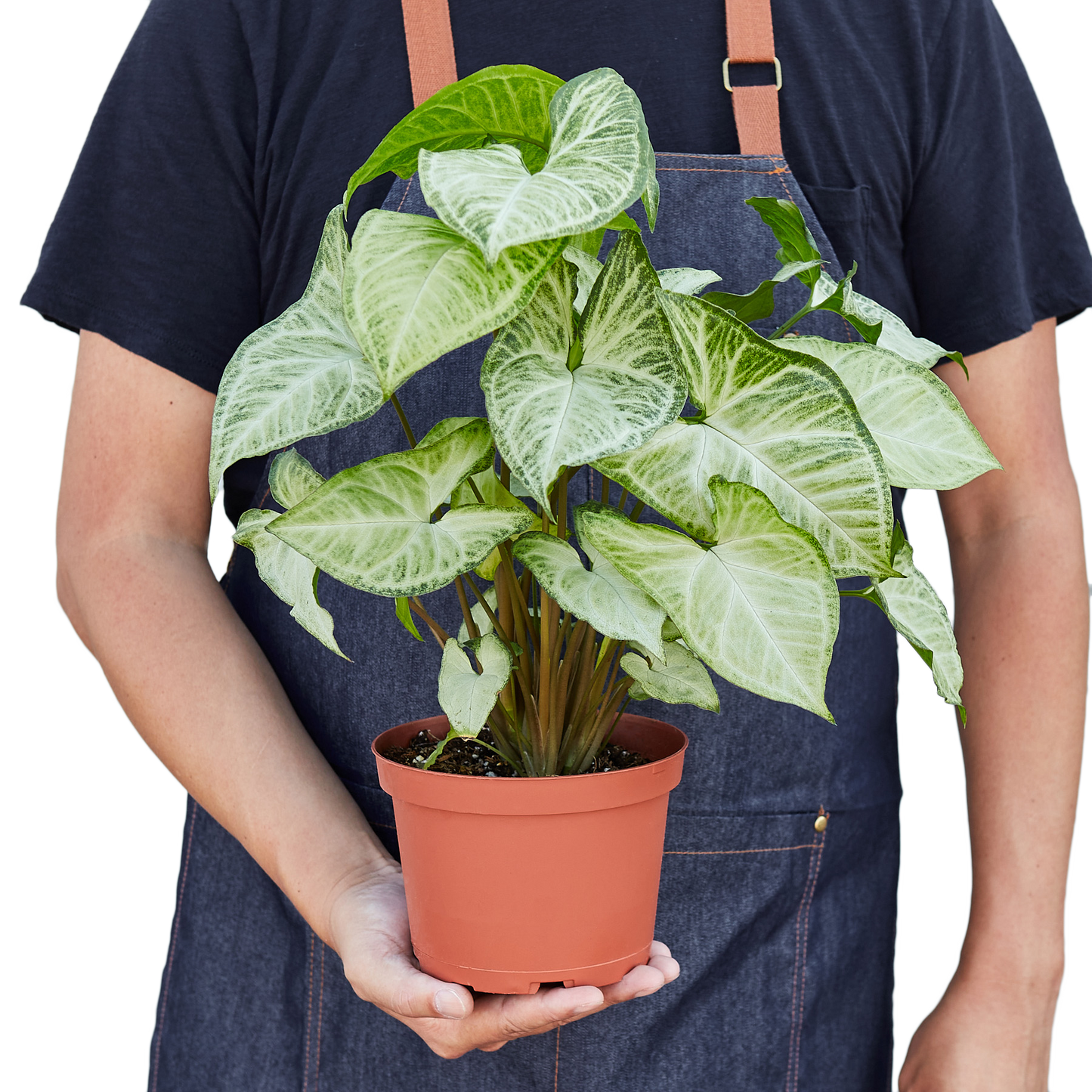 Collection of Syngonium plants, including 'White Butterfly', highlighting leaf shapes