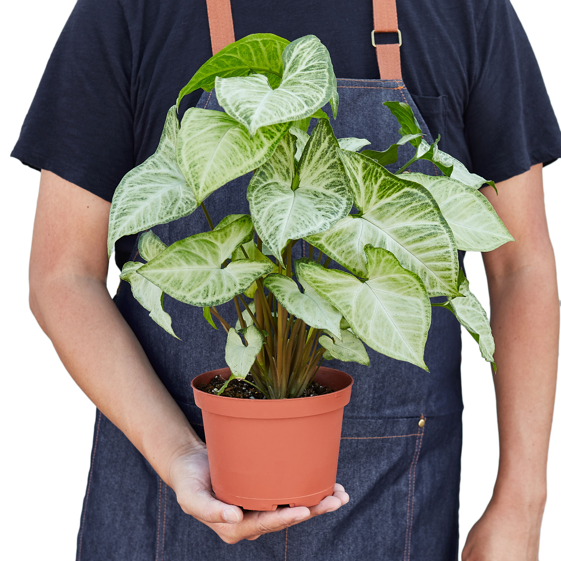 Collection of Syngonium plants, including 'White Butterfly', highlighting leaf shapes