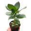 Autograph Plant thriving indoors, showing its adaptability to a home environment