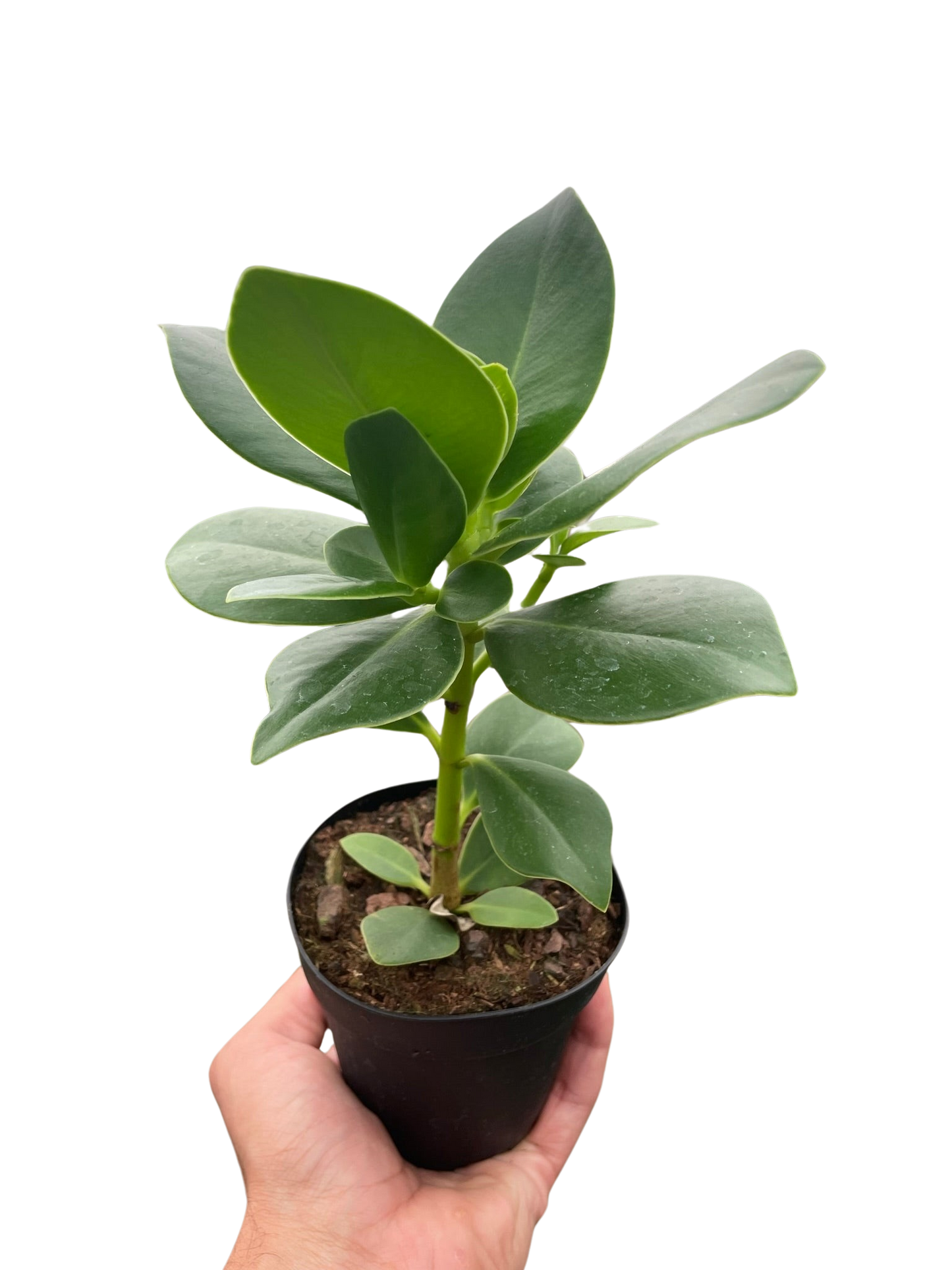 Autograph Plant thriving indoors, showing its adaptability to a home environment