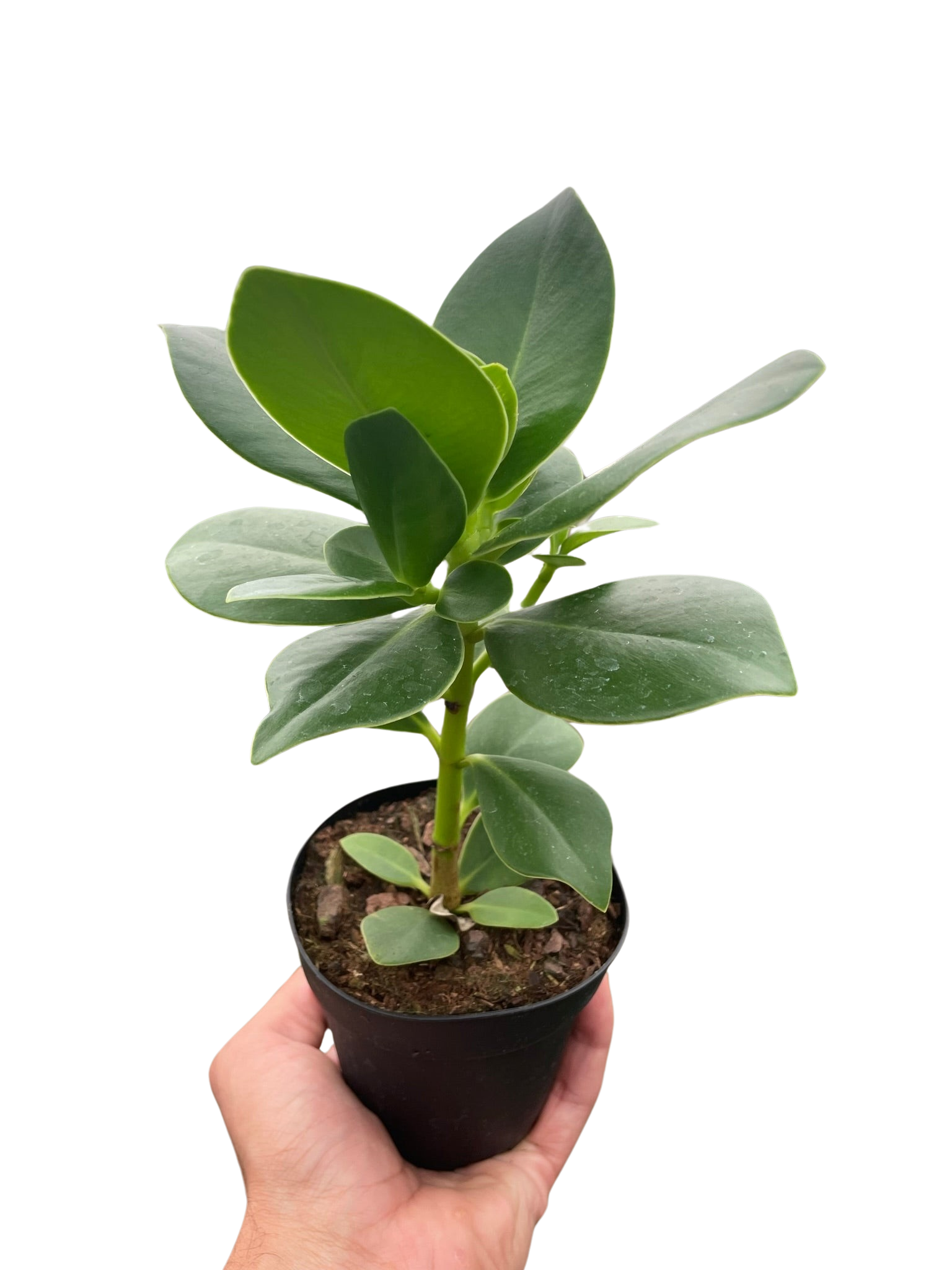 Autograph Plant thriving indoors, showing its adaptability to a home environment
