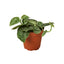 Pothos ‘Satin’ | Trailing, Air-Purifying Vine