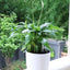 7'' round Self Watering Planter with Water Level Gauge Indoor Home Garden Modern Decorative Planter Pot for All House Plants Flowers Herbs Succulents (3, White Wthout Soil)