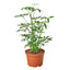 Schefflera ‘Umbrella’ | Easy-Care Indoor Tree
