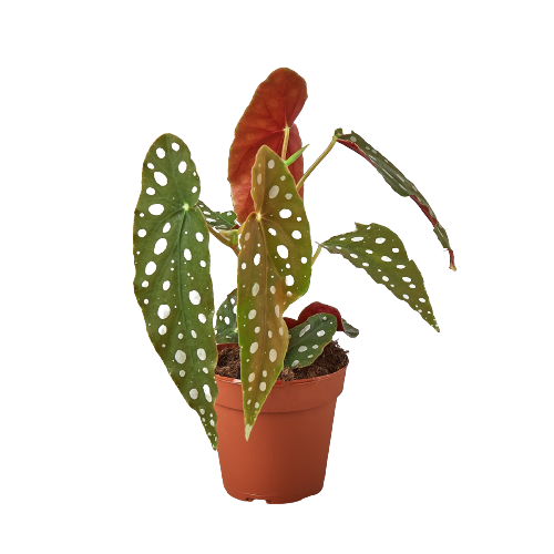 Begonia 'Maculata' houseplant with prominent silver polka dots on dark green leaves in a decorative pot
