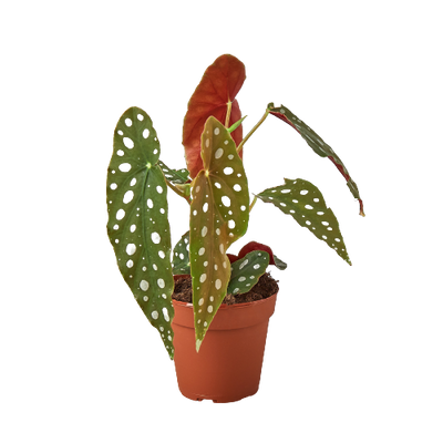 Begonia 'Maculata' houseplant with prominent silver polka dots on dark green leaves in a decorative pot
