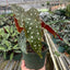 Underside of a Begonia 'Maculata' leaf revealing its vibrant red coloration beneath the silver-spotted green
