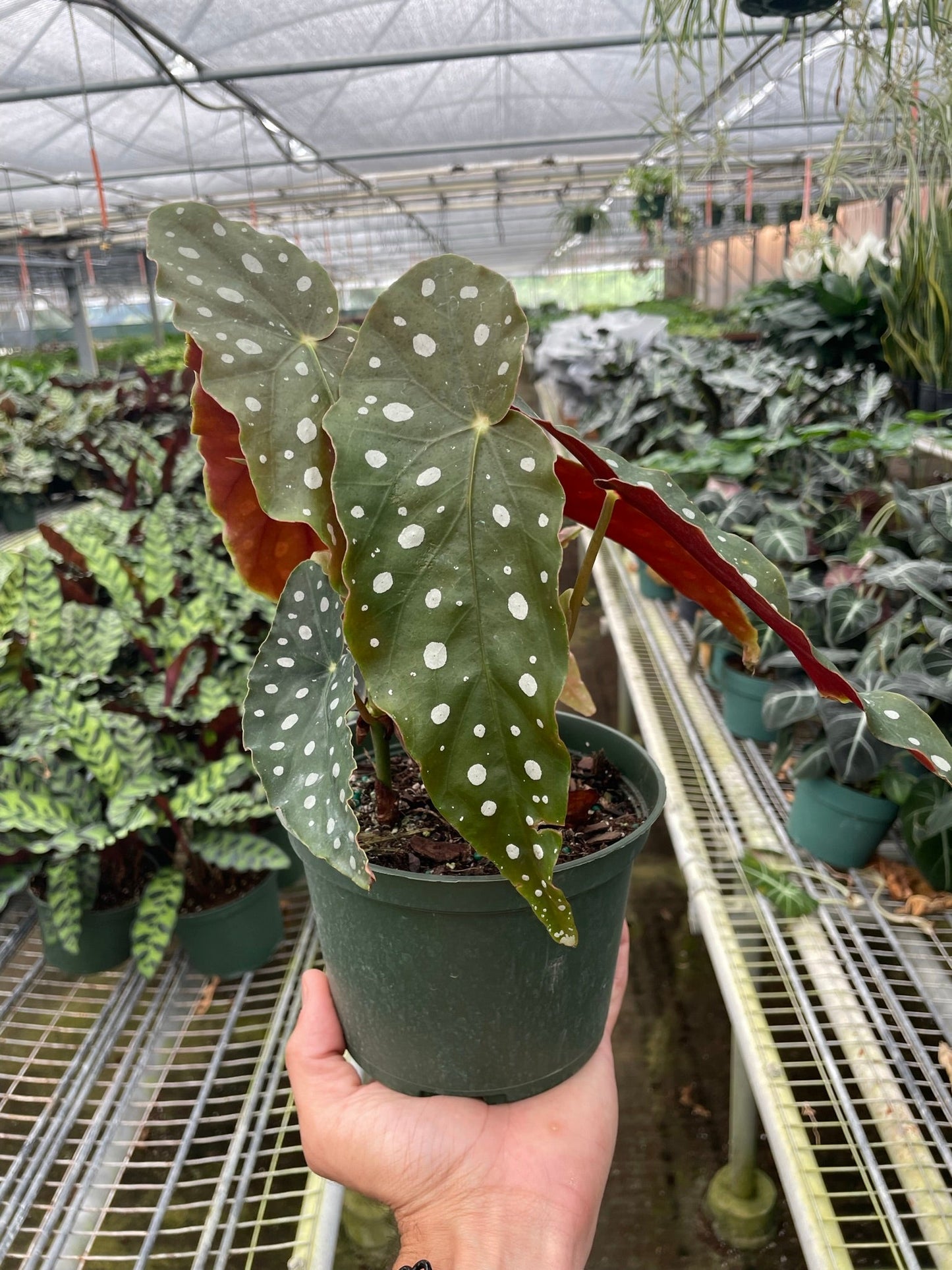 Underside of a Begonia 'Maculata' leaf revealing its vibrant red coloration beneath the silver-spotted green
