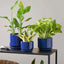 Ceramic Plant Pots, 4.3"+5.3"+6.8" Flower Pots with Drainage Hole & Saucer, Pack of Three Planter, Sapphire Blue