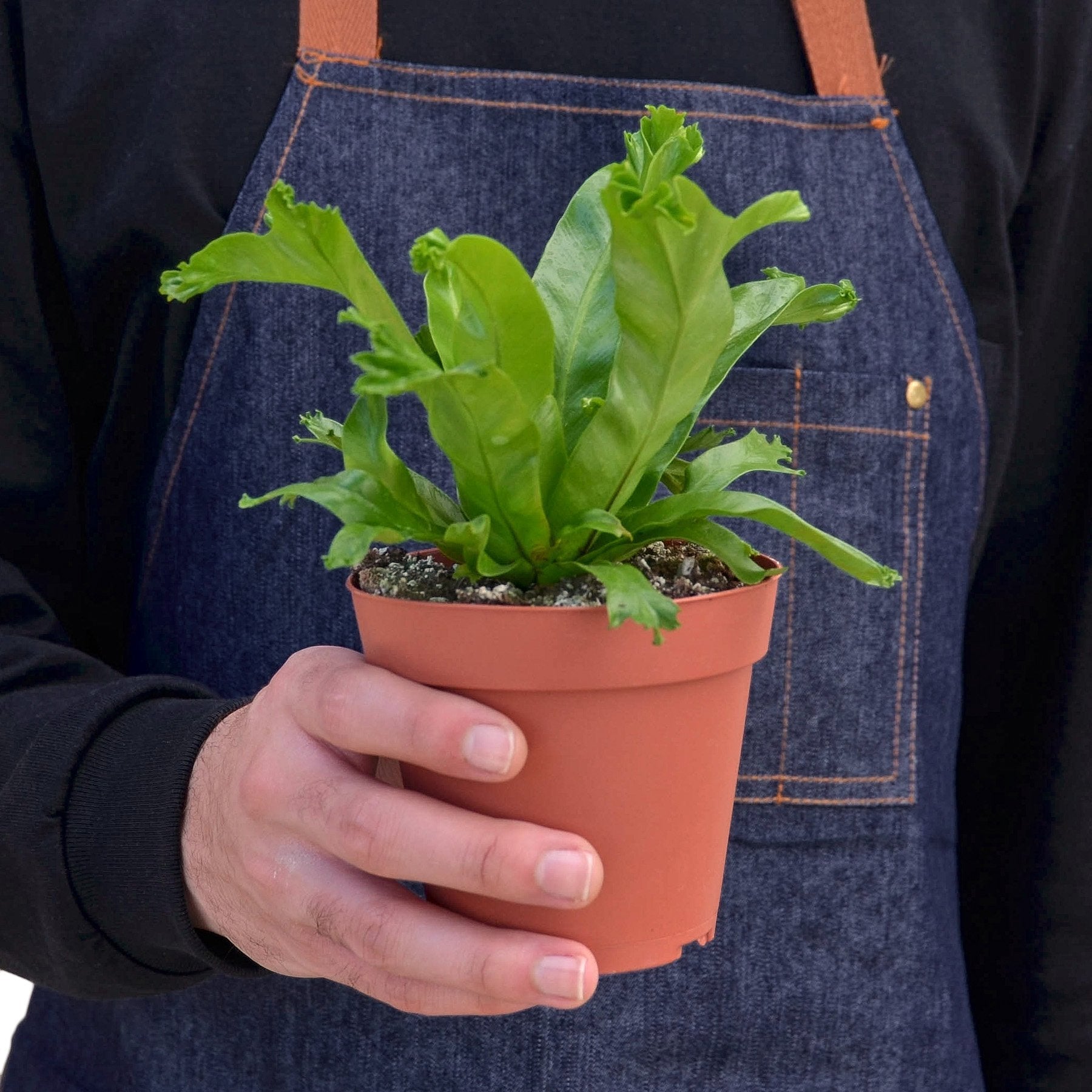 Compact growth habit of the Bird's Nest 'Leslie' Fern in a decorative pot