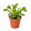 Bird's Nest 'Leslie' Fern (Asplenium antiquum 'Leslie') with unique wavy, curly frond ends