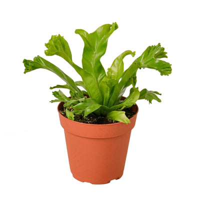 Bird's Nest 'Leslie' Fern (Asplenium antiquum 'Leslie') with unique wavy, curly frond ends