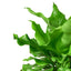 Close-up of the crinkled texture and vibrant green color of Bird's Nest Fern fronds
