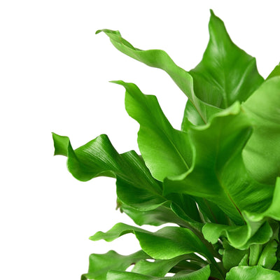 Close-up of the crinkled texture and vibrant green color of Bird's Nest Fern fronds