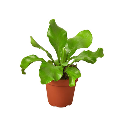 Bird's Nest 'Nidus' Fern (Asplenium nidus) with large, light green crinkled leaves