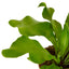 Bird's Nest 'Nidus' Fern creating a lush, tropical ambiance in an indoor setting