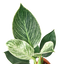 Close-up of a Philodendron 'Birkin' leaf, highlighting its intricate white variegation against the green