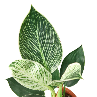 Close-up of a Philodendron 'Birkin' leaf, highlighting its intricate white variegation against the green