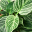 A new, unfurling leaf on a Philodendron 'Birkin', showing the development of its white pinstripes
