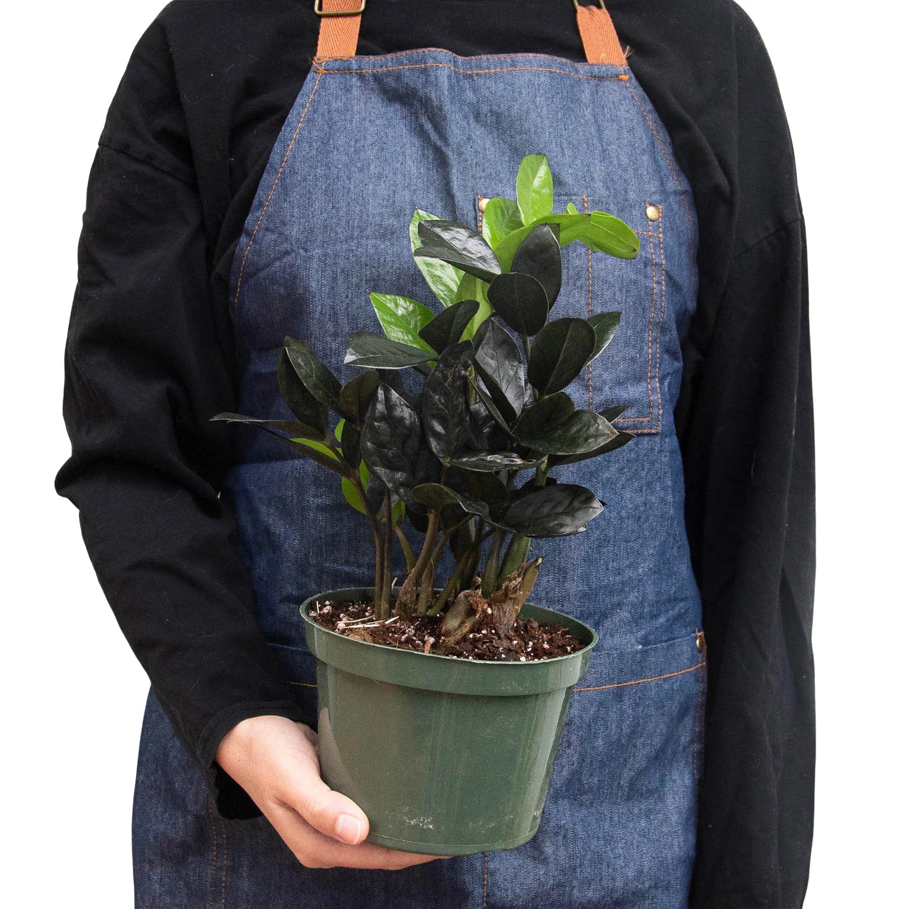 ZZ 'Black Queen' suitable for use in the office or low-light room, showcasing its adaptability