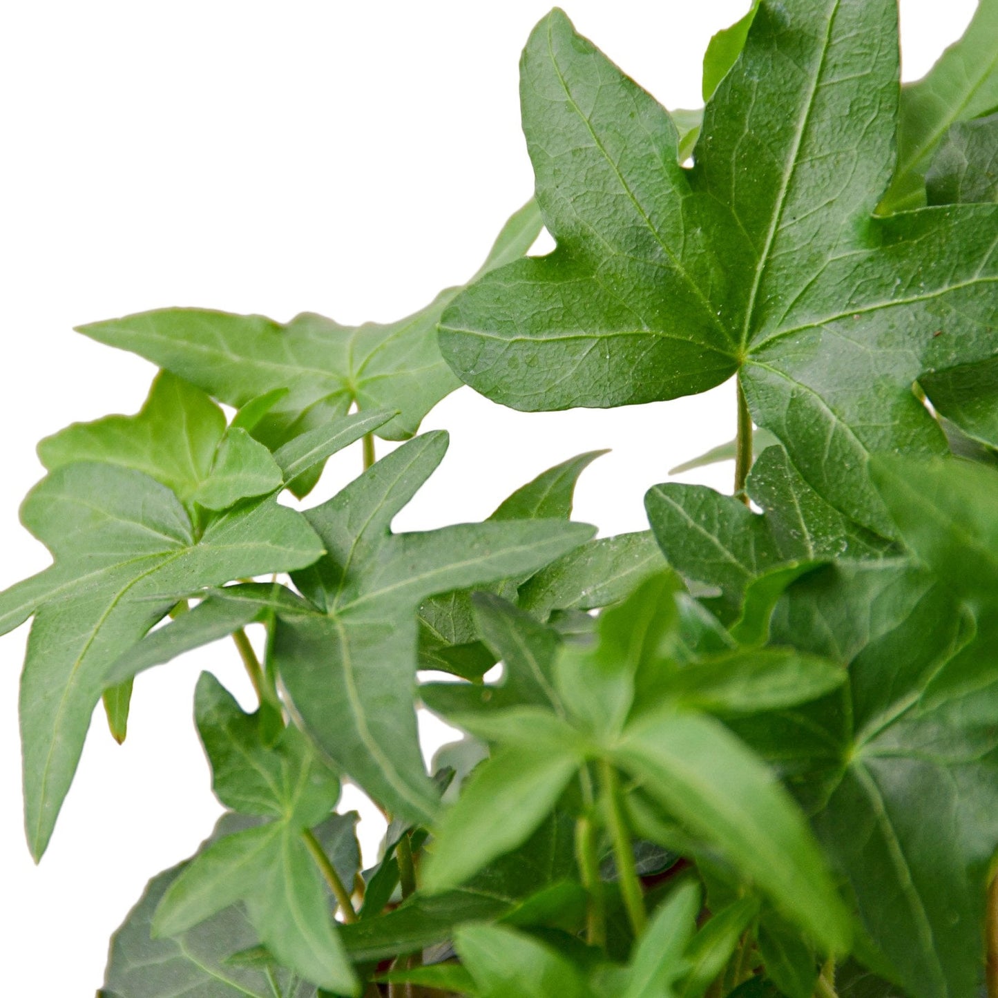 English Ivy | Fast-Growing, Classic Indoor Vine