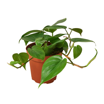 Philodendron Cordatum | Low Light Trailing Plant