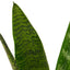 Snake Plant ‘Zeylanica’ | Bold, Easy-Care Air Purifier