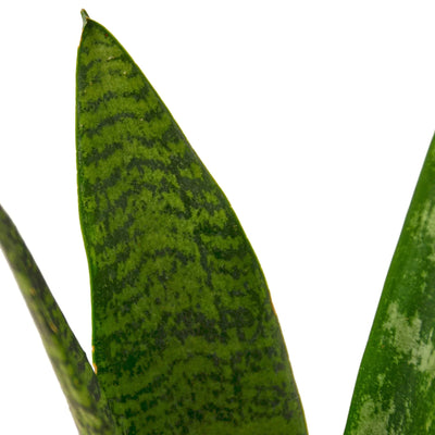 Snake Plant ‘Zeylanica’ | Bold, Easy-Care Air Purifier