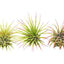 3 Ionantha Guatemala Air Plants / Blooms