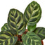 Close-up of the intricate feather-like patterns on a Calathea 'Makoyana' leaf