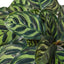 Calathea 'Makoyana' as a decorative focal point in an indoor plant collection