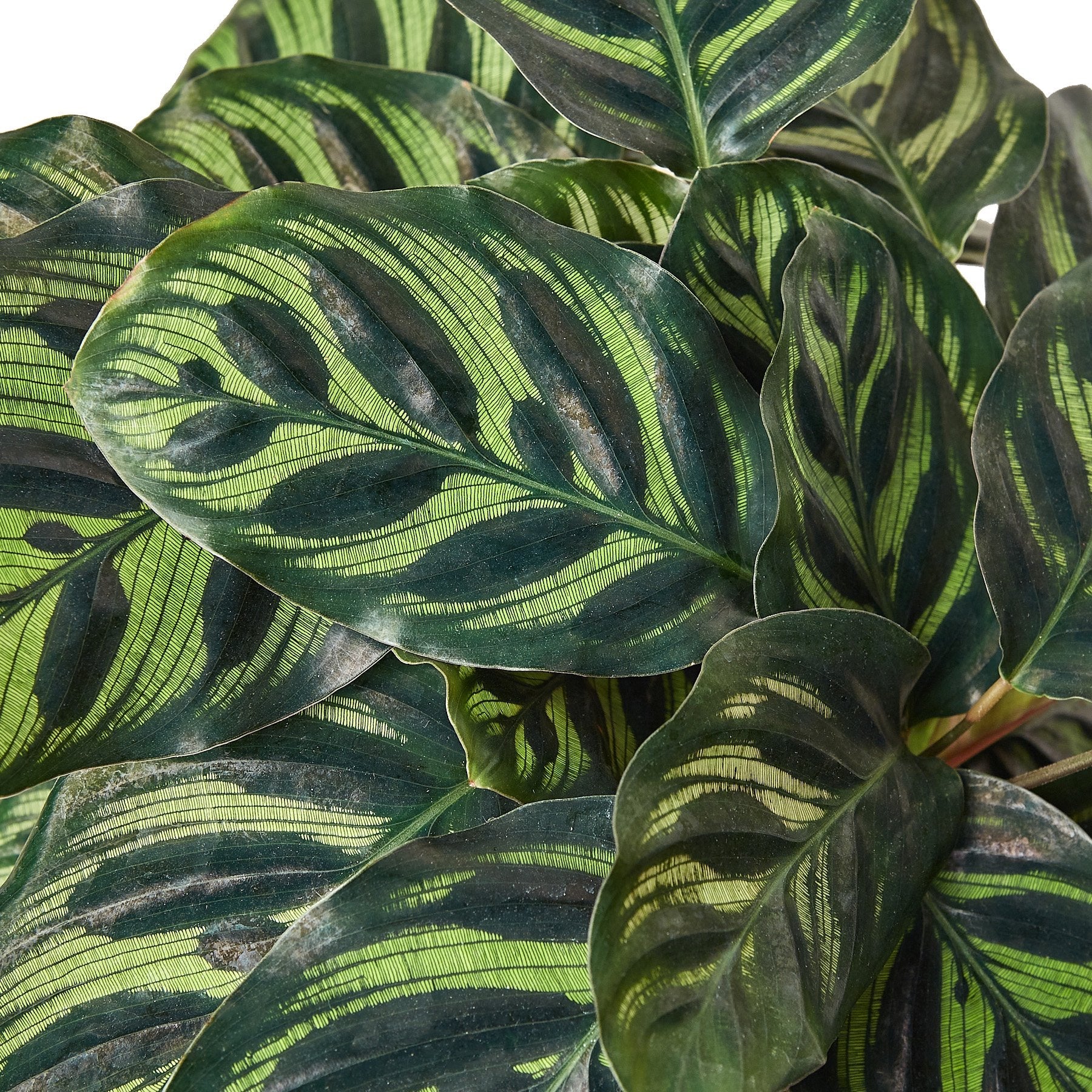 Calathea 'Makoyana' as a decorative focal point in an indoor plant collection