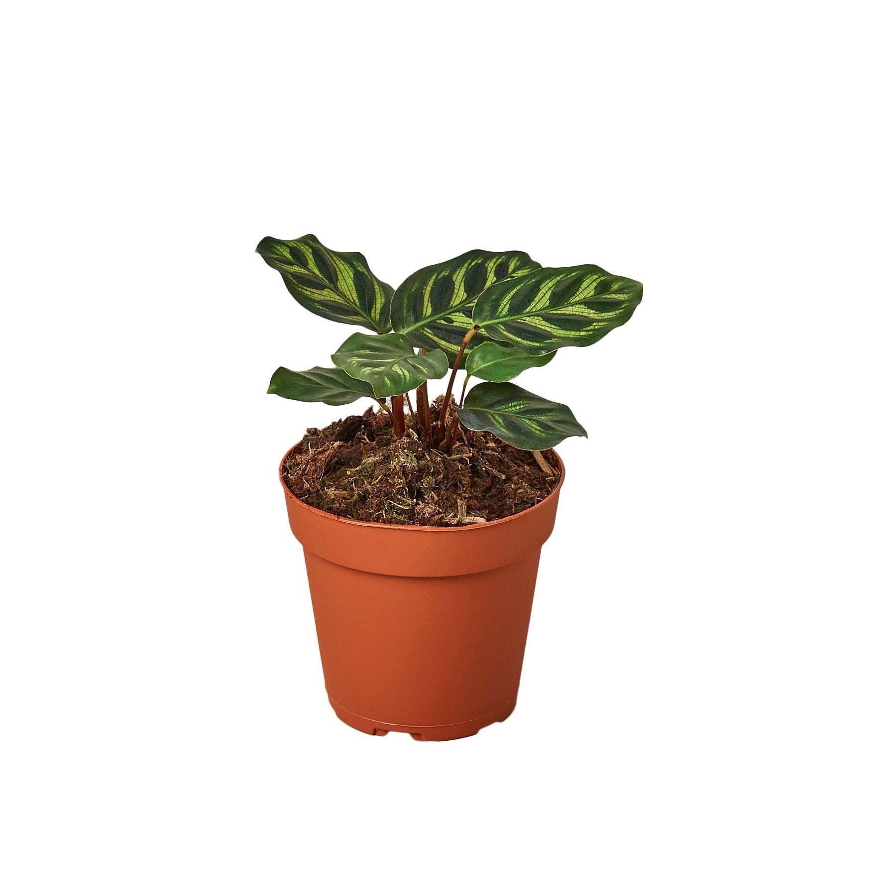 Calathea 'Makoyana' (Peacock Plant) with soft green leaves and dark green patterns