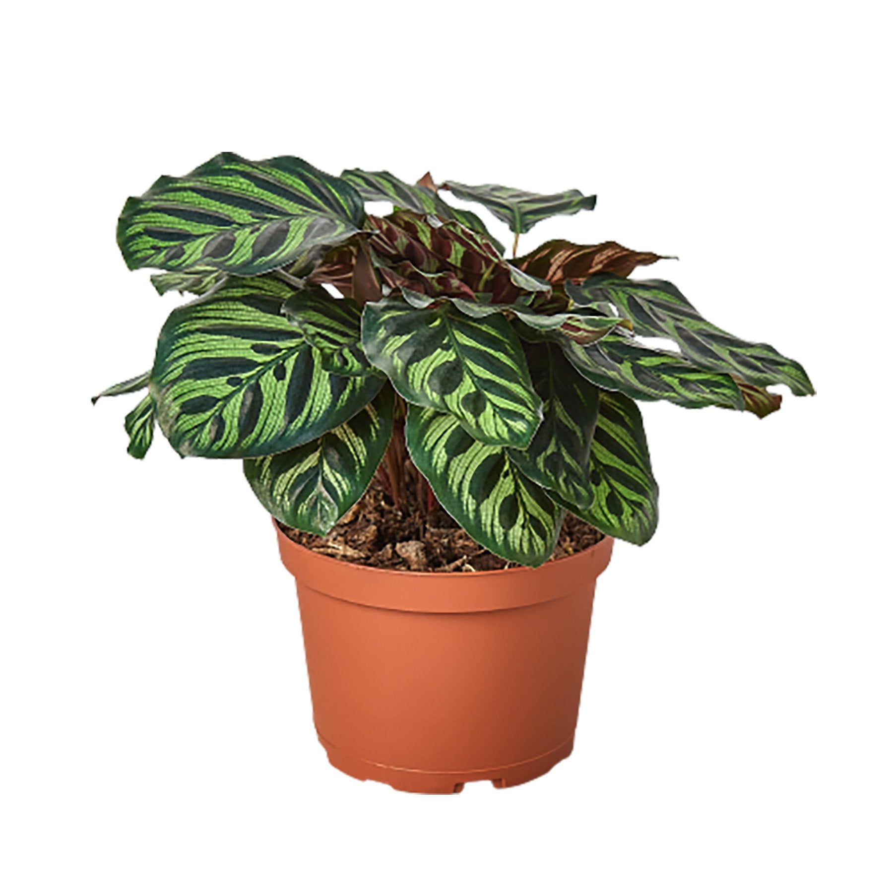 View revealing the reddish-purple underside of Calathea 'Makoyana' leaves