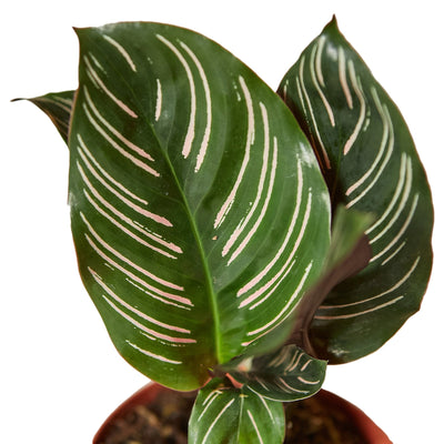Close-up of a Calathea 'Ornata' leaf, showing its intricate pinstripe pattern and vibrant colors