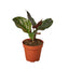 Elegant Calathea 'Ornata' (Pinstripe Plant) with dark green leaves and prominent pink stripes